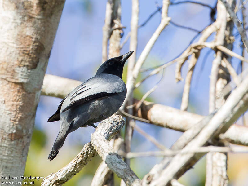 Échenilleur de Sumba mâle adulte, identification