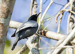 Pale-shouldered Cicadabird