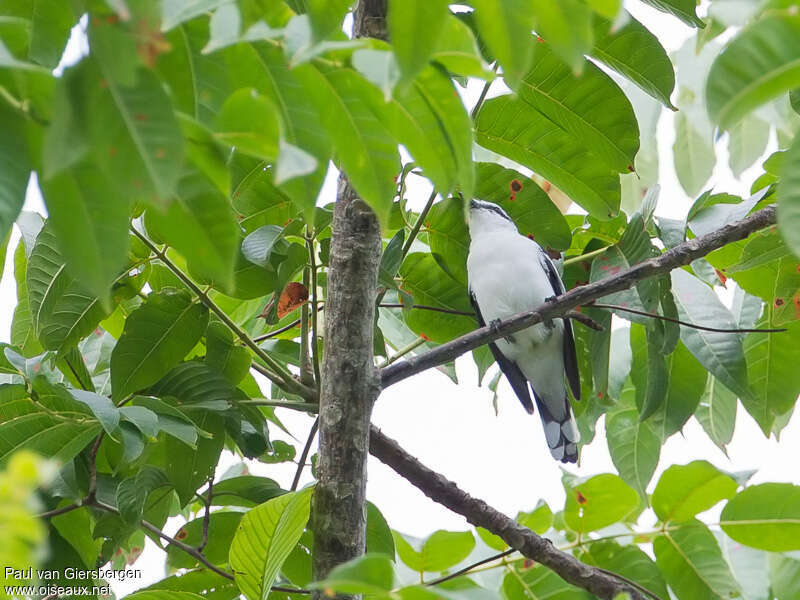 White-rumped Trilleradult, identification