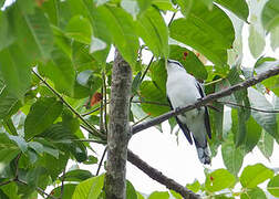 White-rumped Triller