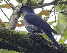 Andaman Cuckooshrike
