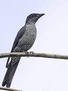 Andaman Cuckooshrike