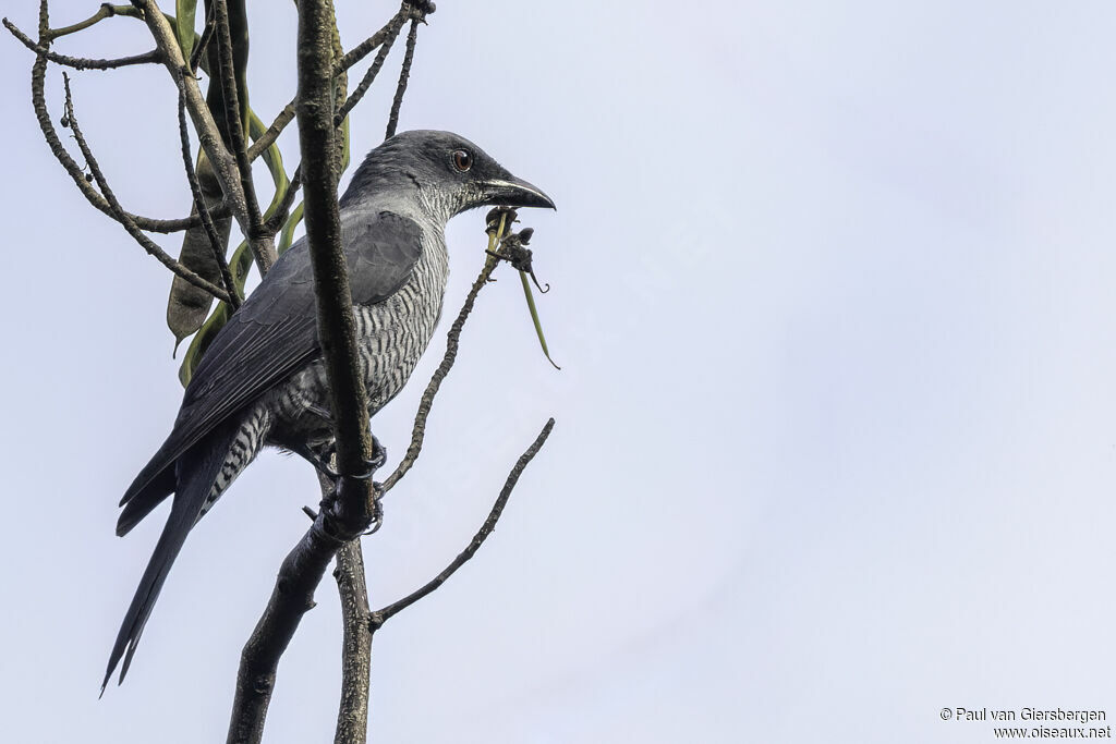 Andaman Cuckooshrike male adult