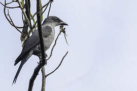 Andaman Cuckooshrike