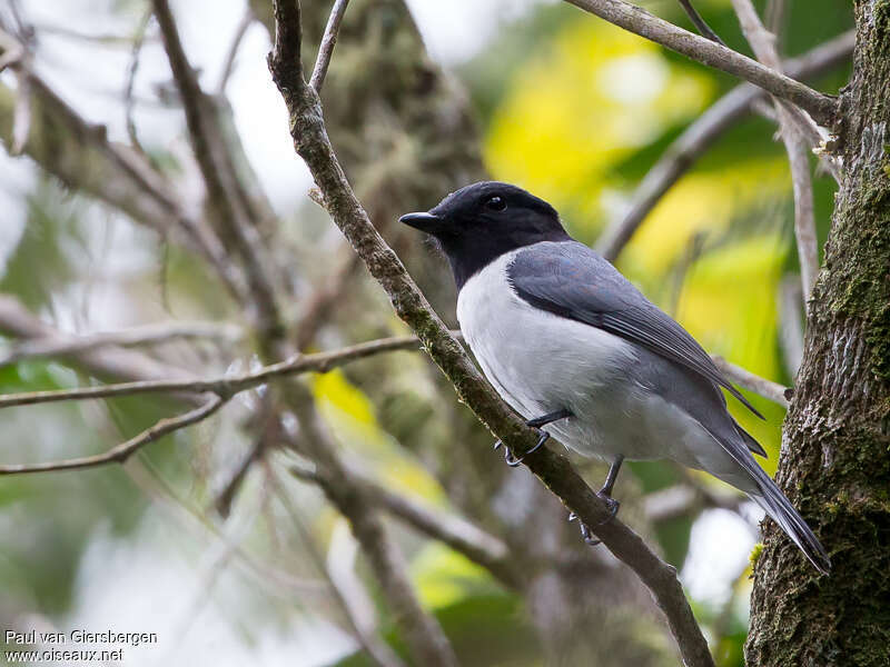 Comoro Cuckooshrike male adult