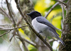 Comoros Cuckooshrike