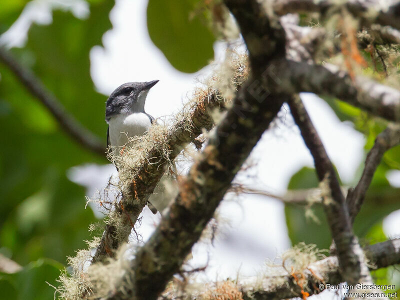 Comoro Cuckooshrike