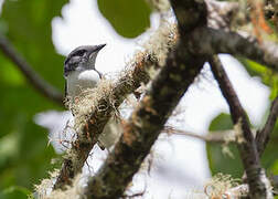 Comoros Cuckooshrike