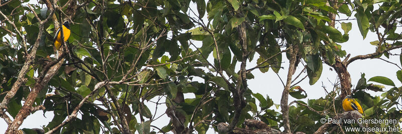 Golden Cuckooshrike