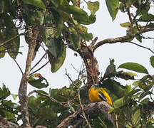 Golden Cuckooshrike