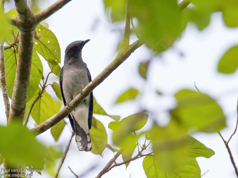 Lesser Cuckooshrike male adult