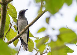 Lesser Cuckooshrike