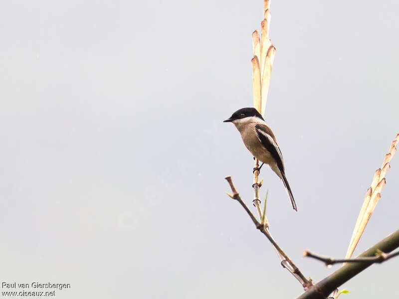 Bar-winged Flycatcher-shrikeadult, habitat