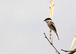 Bar-winged Flycatcher-shrike