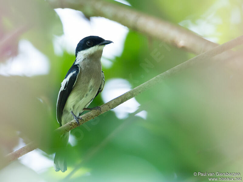 Bar-winged Flycatcher-shrike