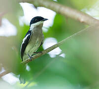 Bar-winged Flycatcher-shrike