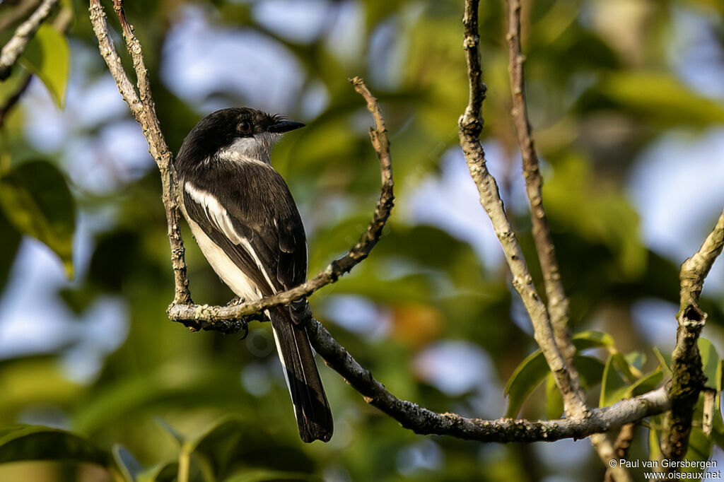 Échenilleur gobemouche