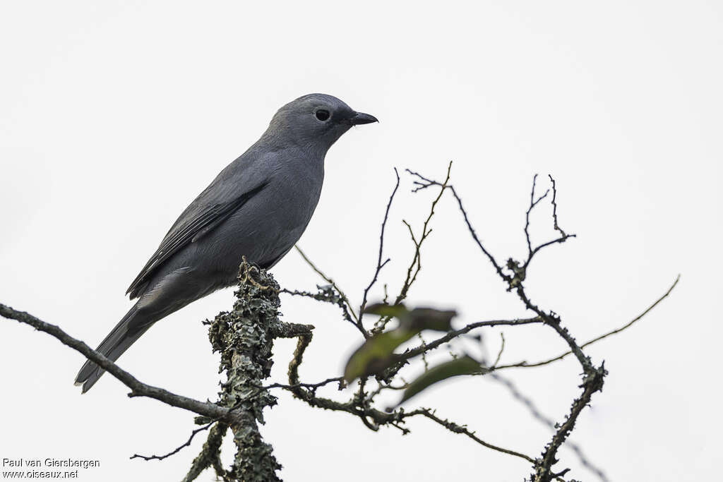 Grey Cuckooshrikeadult, identification