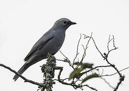 Grey Cuckooshrike