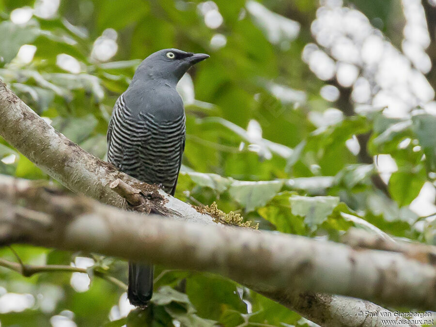 Barred Cuckooshrikeadult