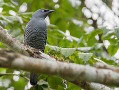 Barred Cuckooshrike