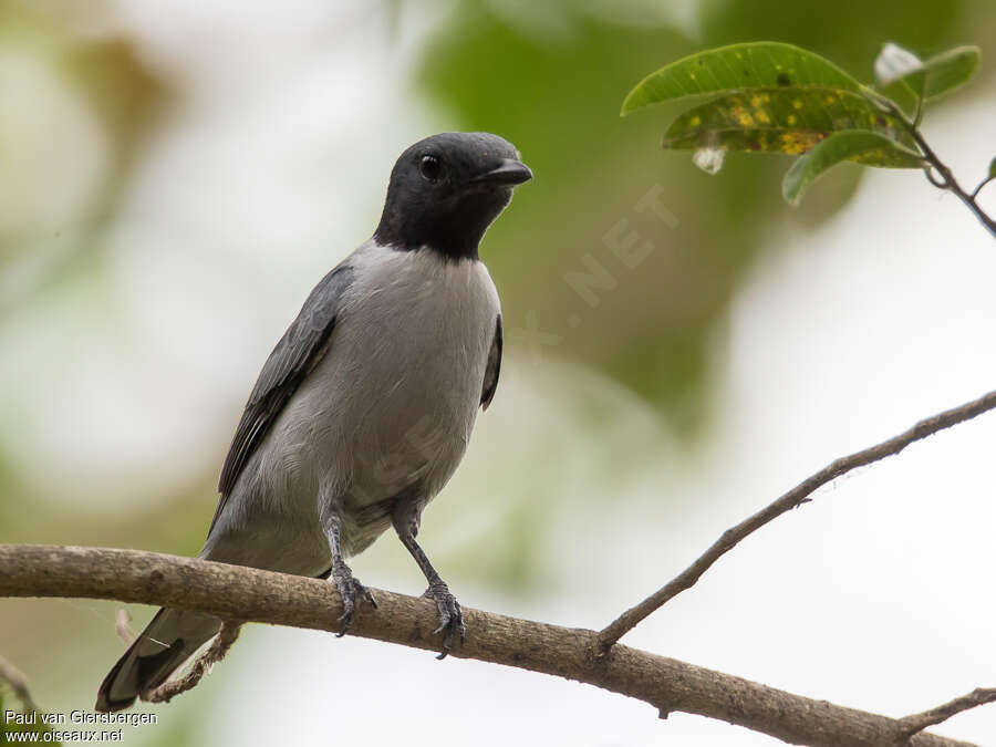 Madagascan Cuckooshrikeadult