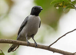 Madagascan Cuckooshrike