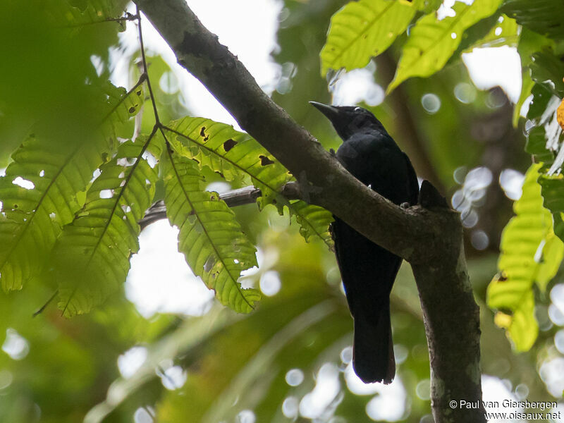 Black Cicadabird