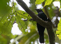Black Cicadabird