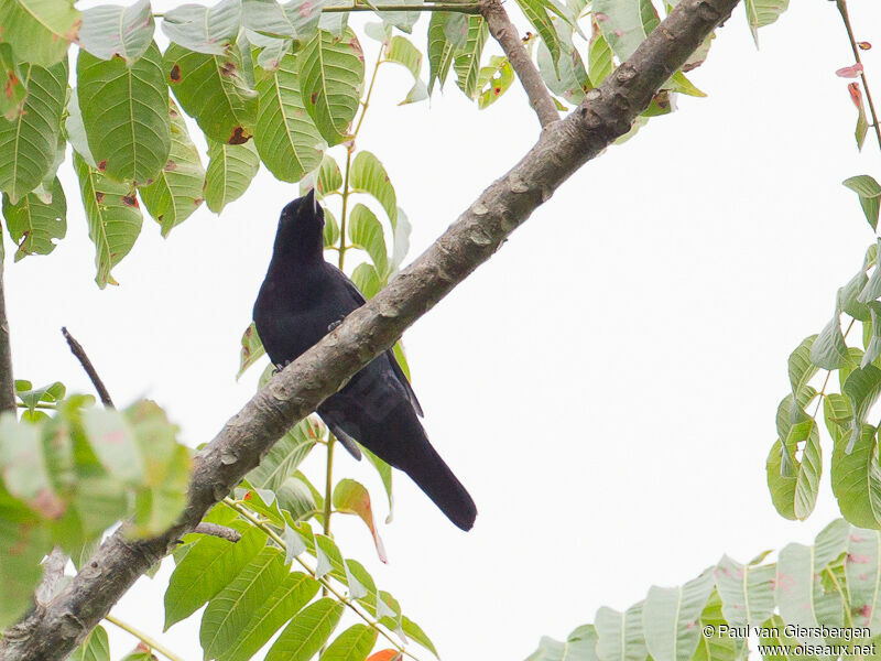 Sulawesi Cicadabird