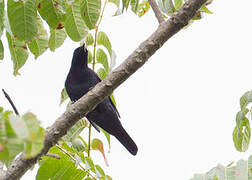 Sulawesi Cicadabird