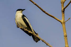 Black-and-white Triller