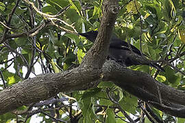 Blackish Cuckooshrike