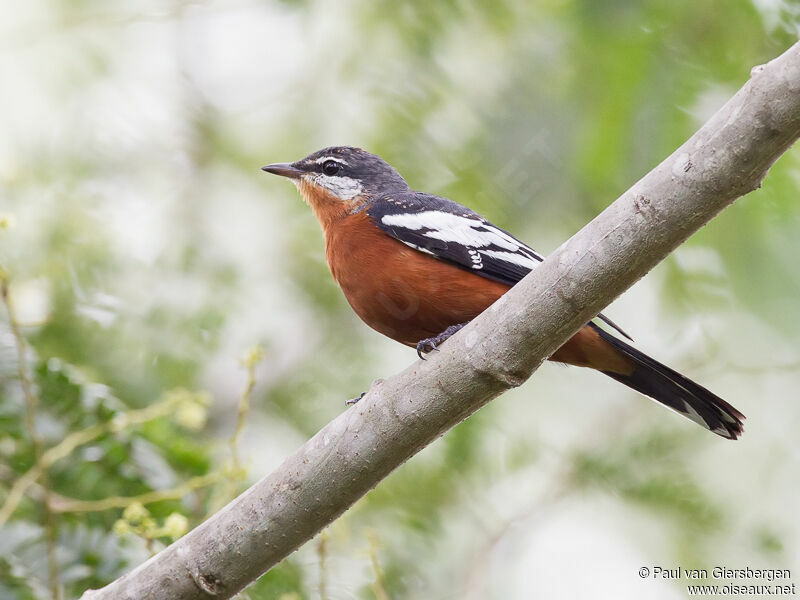 Rufous-bellied Triller