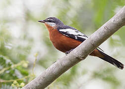 Rufous-bellied Triller