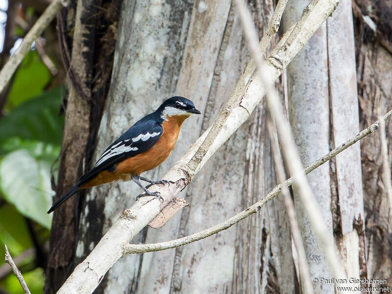 Rufous-bellied Triller