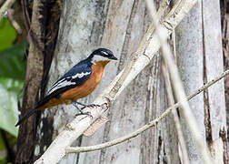 Rufous-bellied Triller