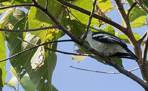 Black-browed Triller