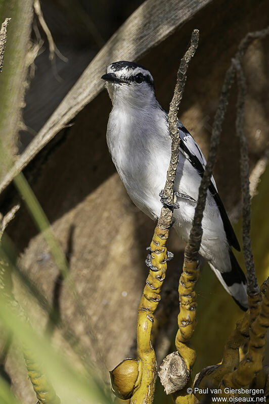 Pied Triller male adult