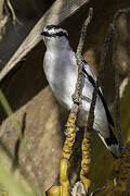 Pied Triller