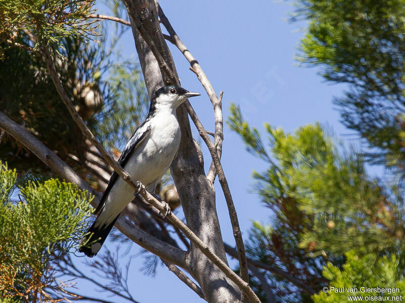 White-winged Triller male adult