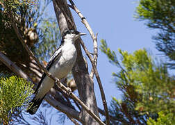 White-winged Triller