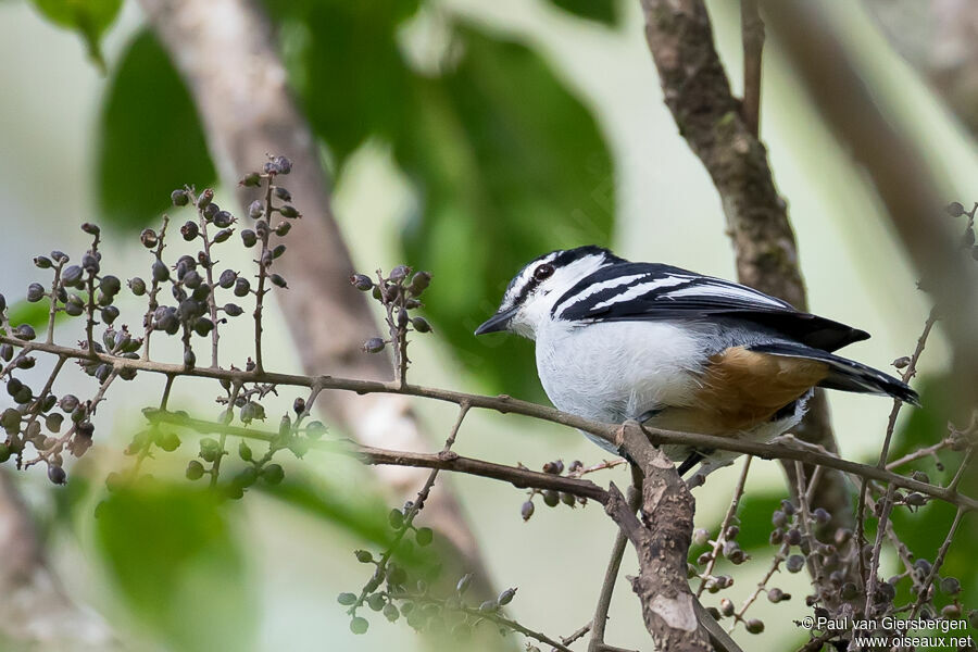 Varied Triller male adult