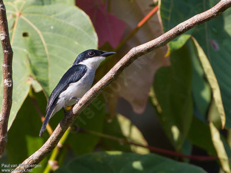 Black-winged Flycatcher-shrike