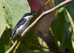 Black-winged Flycatcher-shrike