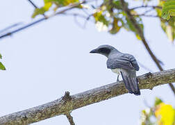 Wallacean Cuckooshrike