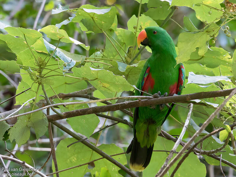 Papuan Eclectus male adult, close-up portrait