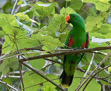 Papuan Eclectus