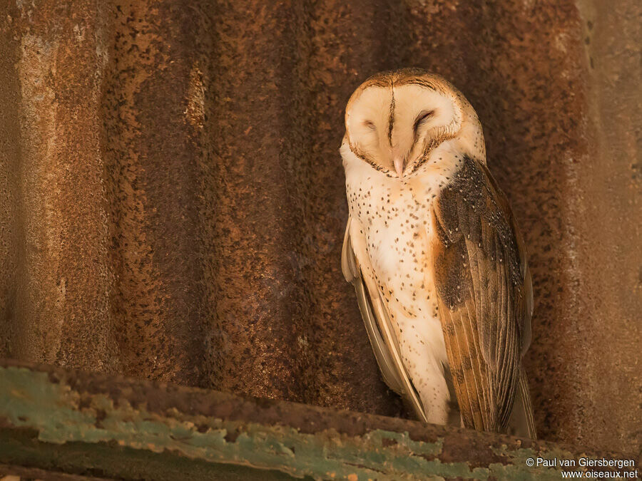 American Barn Owladult