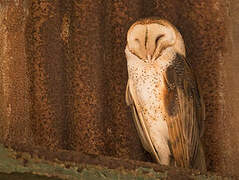 American Barn Owl